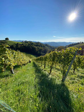 Weingut in der Steiermark