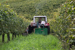 Weinernte am Weingut Wieser