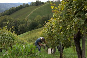 Traubenernte für Wieser Weine